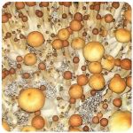 Псилоцибиновые (галлюциногенные)  грибы Psilocybin "Golden Teacher" в Солигаличе