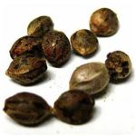 Семена марихуаны АК-47  (Seeds AK-47) в Солигаличе